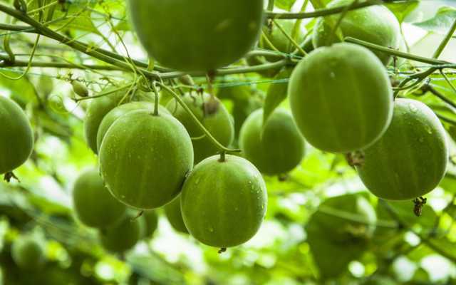 Scientists Introduce Monk Fruit in India